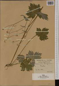 Ranunculus lanuginosus L., Western Europe (EUR) (France)