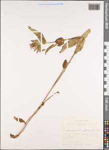 Campanula glomerata L., Siberia, Altai & Sayany Mountains (S2) (Russia)