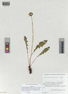 Taraxacum officinale Weber ex Wiggins, Siberia, Altai & Sayany Mountains (S2) (Russia)