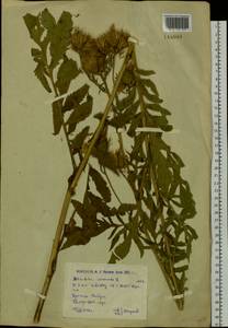 Serratula coronata L., Siberia, Western (Kazakhstan) Altai Mountains (S2a) (Kazakhstan)