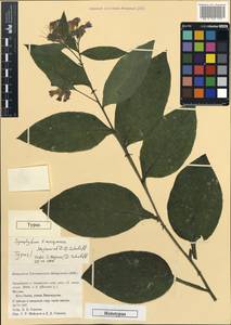 Symphytum ×mosquense S. R. Majorov & D. D. Sokoloff, Eastern Europe, Moscow region (E4a) (Russia)