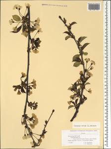 Prunus avium (L.) L., Caucasus, Black Sea Shore (from Novorossiysk to Adler) (K3) (Russia)