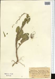 Sisymbrium brassiciforme C.A. Mey., Middle Asia, Northern & Central Tian Shan (M4) (Kyrgyzstan)