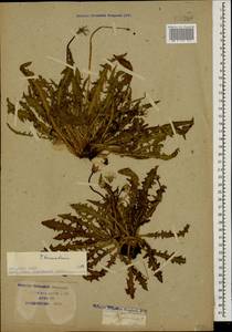 Taraxacum bessarabicum (Hornem.) Hand.-Mazz., Caucasus, Krasnodar Krai & Adygea (K1a) (Russia)