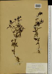 Amethystea caerulea L., Siberia, Western (Kazakhstan) Altai Mountains (S2a) (Kazakhstan)