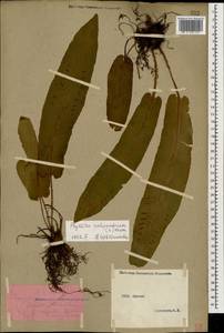 Asplenium scolopendrium subsp. scolopendrium, Caucasus, Abkhazia (K4a) (Abkhazia)