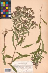 Symphyotrichum ×versicolor (Willd.) G. L. Nesom, Eastern Europe, Moscow region (E4a) (Russia)