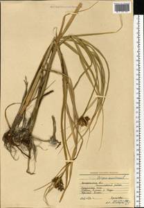 Bolboschoenus maritimus (L.) Palla, Eastern Europe, South Ukrainian region (E12) (Ukraine)