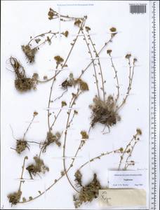 Asteraceae, Middle Asia, Pamir & Pamiro-Alai (M2) (Tajikistan)