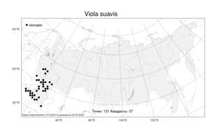 Viola suavis M. Bieb., Atlas of the Russian Flora (FLORUS) (Russia)