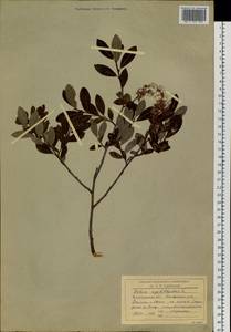 Salix myrtilloides L., Siberia, Baikal & Transbaikal region (S4) (Russia)