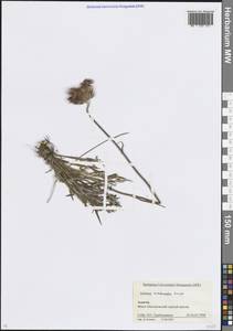 Jurinea arachnoidea Bunge, Caucasus, Krasnodar Krai & Adygea (K1a) (Russia)