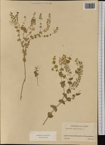 Lepidium perfoliatum L., Western Europe (EUR) (Switzerland)