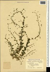 Kickxia elatine (L.) Dumort., Crimea (KRYM) (Russia)