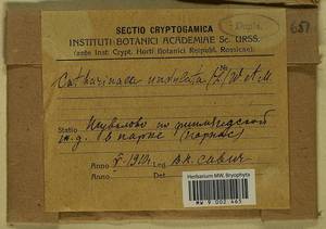 Atrichum undulatum (Hedw.) P. Beauv., Bryophytes, Bryophytes - Karelia, Leningrad & Murmansk Oblasts (B4) (Russia)