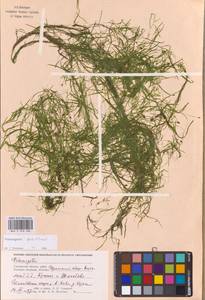 Potamogeton pusillus L., Eastern Europe, Western region (E3) (Russia)