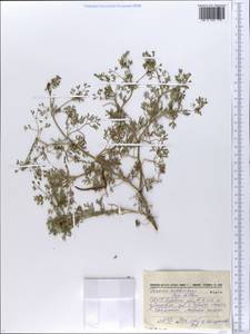 Fumaria schleicheri Soy.-Will., Eastern Europe, South Ukrainian region (E12) (Ukraine)