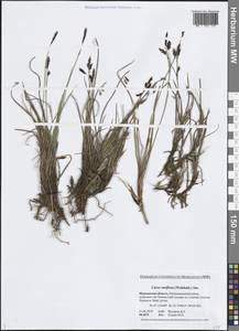 Carex rariflora (Wahlenb.) Sm., Eastern Europe, Northern region (E1) (Russia)