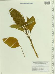 Amaranthus cruentus L., Eastern Europe, Middle Volga region (E8) (Russia)