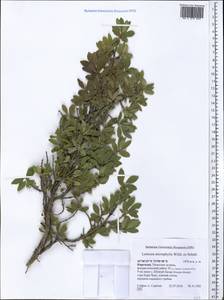 Lonicera microphylla Willd. ex Roem. & Schult., Middle Asia, Northern & Central Tian Shan (M4) (Kyrgyzstan)