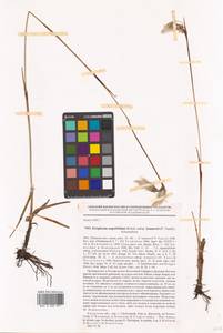 Eriophorum angustifolium subsp. komarovii (V.N.Vassil.) Vorosch., Siberia, Russian Far East (S6) (Russia)