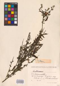 Cytisus scoparius (L.) Link, Eastern Europe, West Ukrainian region (E13) (Ukraine)