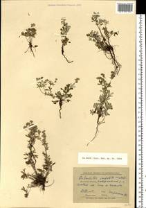 Potentilla argentea L., Eastern Europe, North-Western region (E2) (Russia)