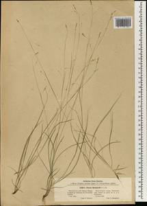 Carex sedakowii C.A.Mey. ex Meinsh., South Asia, South Asia (Asia outside ex-Soviet states and Mongolia) (ASIA) (China)