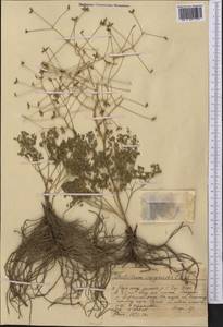 Thalictrum isopyroides C. A. Mey., Middle Asia, Western Tian Shan & Karatau (M3) (Kazakhstan)