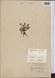 Schulzia albiflora (Kar. & Kir.) Popov, Middle Asia, Northern & Central Tian Shan (M4) (Kyrgyzstan)