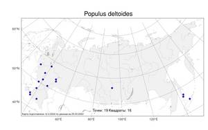 Populus deltoides W. Bartram ex Marshall, Atlas of the Russian Flora (FLORUS) (Russia)