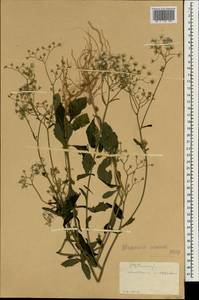 Cyanthillium cinereum (L.) H. Rob., South Asia, South Asia (Asia outside ex-Soviet states and Mongolia) (ASIA) (China)