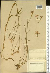 Dianthus superbus L., Eastern Europe, Central forest region (E5) (Russia)