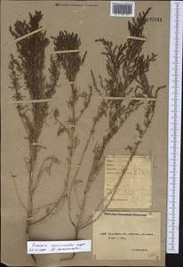 Suaeda acuminata (C. A. Mey.) Moq., Middle Asia, Northern & Central Kazakhstan (M10) (Kazakhstan)