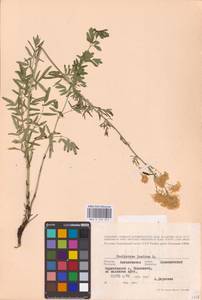 Thalictrum lucidum L., Eastern Europe, Belarus (E3a) (Belarus)