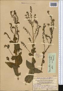 Solenanthus circinnatus Ledeb., Middle Asia, Western Tian Shan & Karatau (M3) (Kazakhstan)