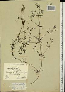 Galium palustre L., Eastern Europe, North Ukrainian region (E11) (Ukraine)
