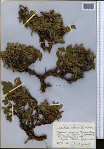 Arctostaphylos alpinus (L.) Spreng., Middle Asia, Northern & Central Tian Shan (M4) (Kyrgyzstan)