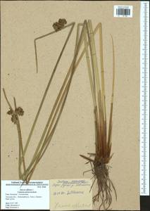 Juncus effusus L., Eastern Europe, Central region (E4) (Russia)