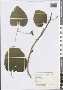 Aristolochia iberica Fisch. & C.A.Mey. ex Boiss., Caucasus, Azerbaijan (K6) (Azerbaijan)