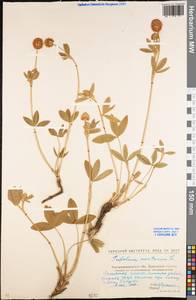 Trifolium montanum L., Eastern Europe, North Ukrainian region (E11) (Ukraine)