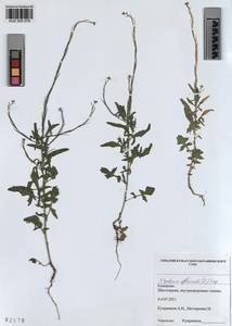 KUZ 005 076, Sisymbrium officinale (L.) Scop., Siberia, Altai & Sayany Mountains (S2) (Russia)