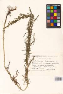 Artemisia dracunculus L., Eastern Europe, Moscow region (E4a) (Russia)