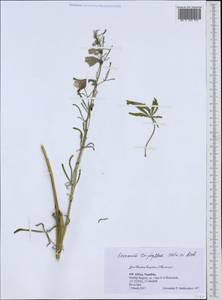 Sesamum triphyllum Welw. ex Aschers., Africa (AFR) (Namibia)