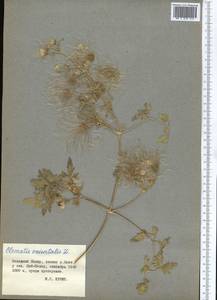 Clematis orientalis L., Middle Asia, Pamir & Pamiro-Alai (M2) (Tajikistan)