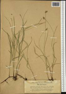 Carex brizoides L., Western Europe (EUR) (Poland)