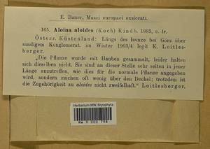 Aloina aloides (W.D.J. Koch ex Schultz) Kindb., Bryophytes, Bryophytes - Western Europe (BEu) (Italy)