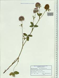 Trifolium pratense L., Siberia, Western Siberia (S1) (Russia)