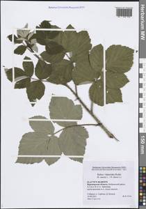 Rubus × idaeoides Ruthe, Eastern Europe, Central forest-and-steppe region (E6) (Russia)