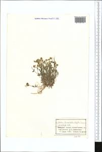 Draba cana Rydb., Middle Asia, Northern & Central Tian Shan (M4) (Kazakhstan)